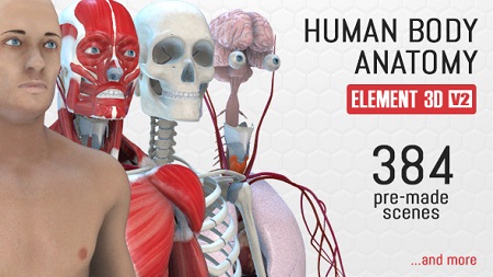 Human Body Anatomy 18254375 After Effects Template Download
